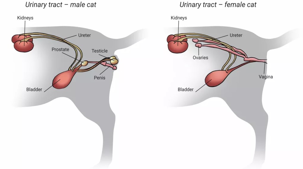 kat-urinewegen