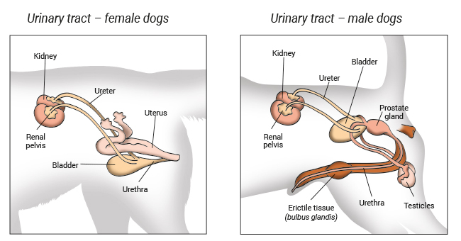 Hond-urinewegen