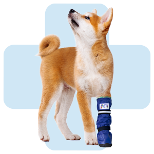 hond-met-protective-pet-boot