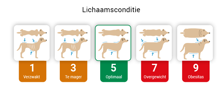 Hond-lichaamsconditie