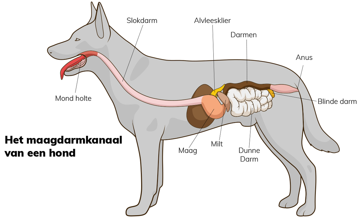 Maag-darmkanaal-hond