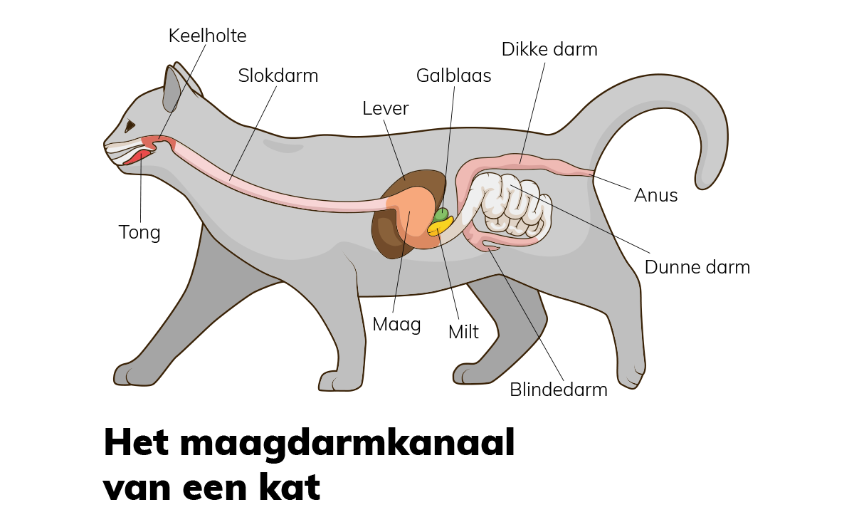 Maag-darmkanaal-kat