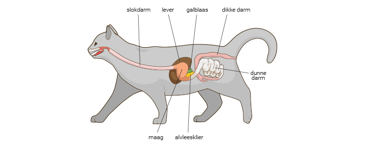 spijsverteringssysteem-kat