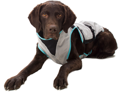 hond-met-vest