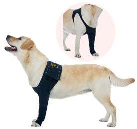hond-met-TAZ