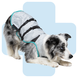 hond-met-cooling-vest